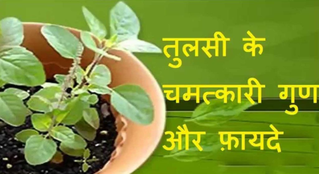 तुलसी के पत्तों के 10 असरदार गुण एवं फायदे Tulsi Benefits in Hindi
