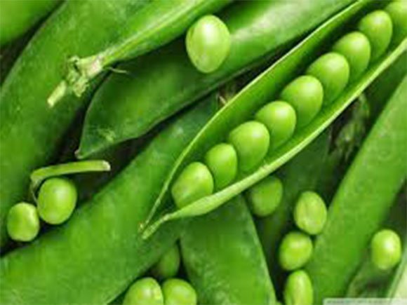 मटर खाने के फायदे एवं नुकसान Green Peas Hari Matar Benefits and Side Effects in Hindi