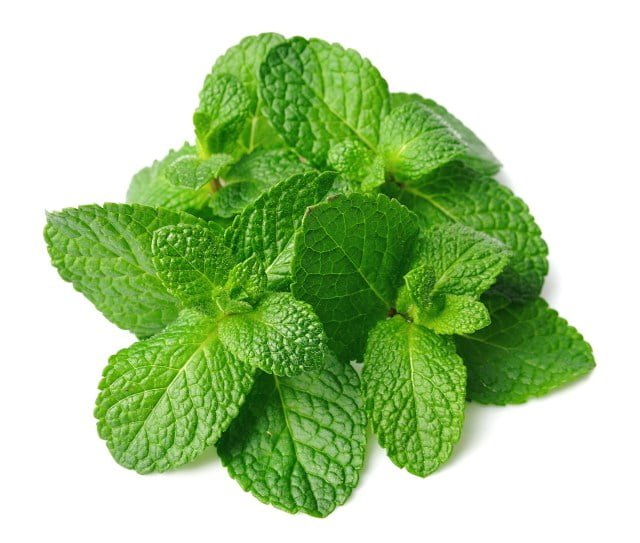 के फायदे और नुकसान Peppermint Pudine Benefits and Side Effects in Hindi