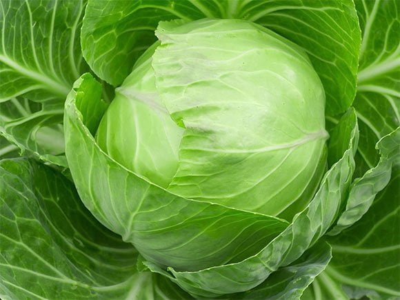 This cabbage is full of qualities, you would not know about it