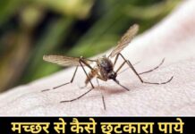 How to Get Rid of Mosquitoes in Hindi