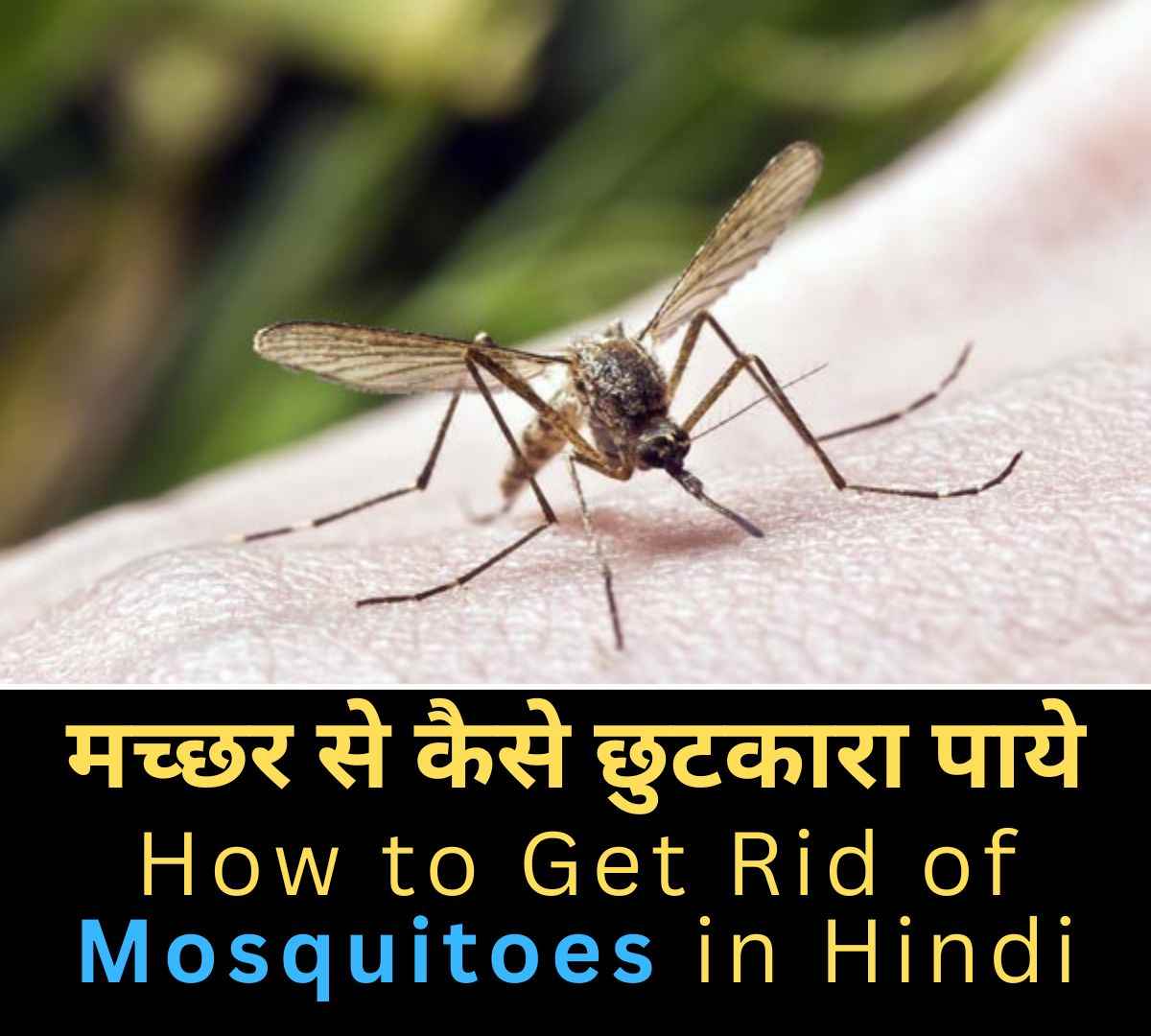 How to Get Rid of Mosquitoes in Hindi