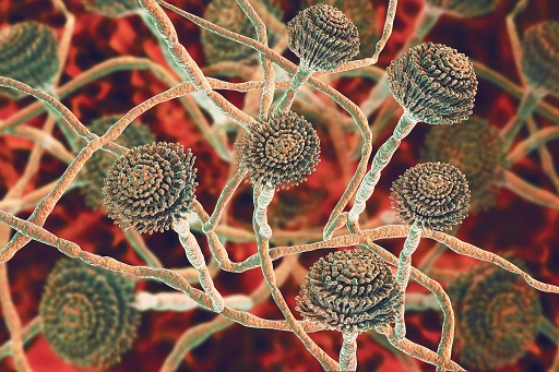 Understanding the Fungal Menace