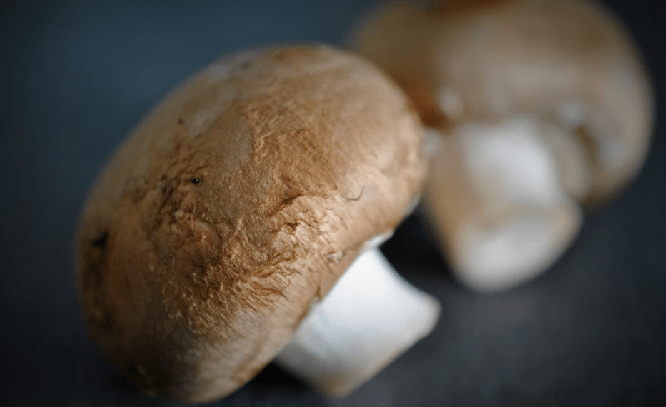 Lion’s Mane Mushroom vs. Other Functional Mushrooms: Which Is Right for You? Screenshot 162