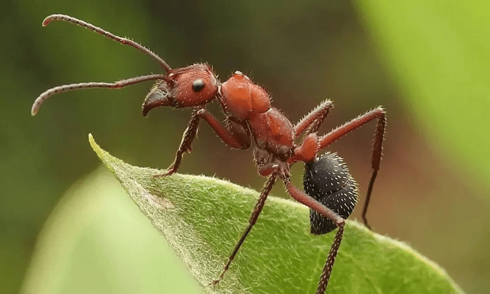 Why Insect Pest Control Is More Important Than Most People Realise Why Insect Pest Control Is More Important Than Most People Realise