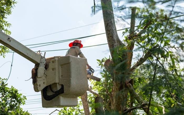 Why Vegetation Management Matters for Commercial Properties Why Vegetation Management Matters for Commercial Properties